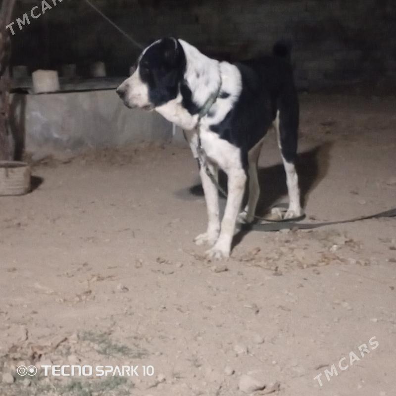 Alabay it köpek - Herrikgala - img 3