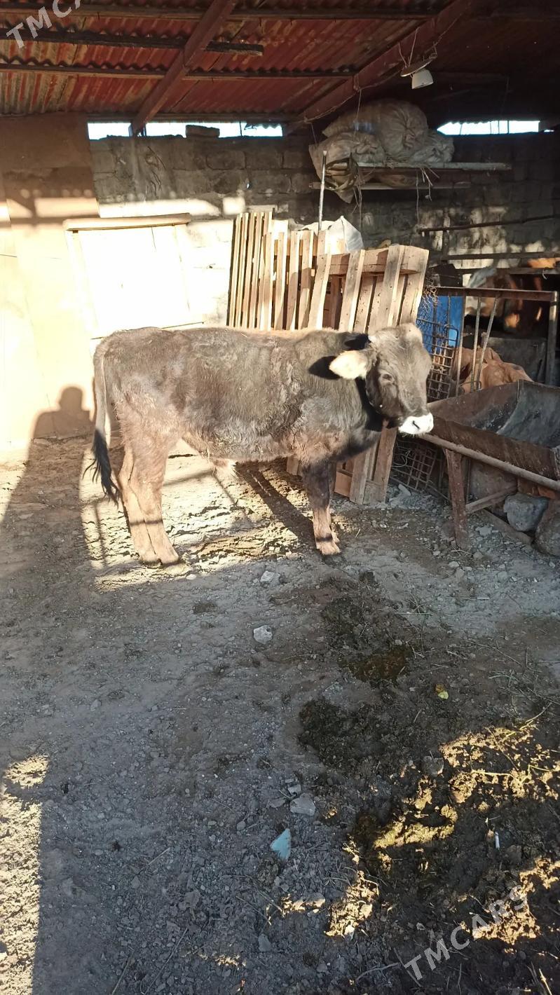 Okuzçe - Ашхабад - img 1