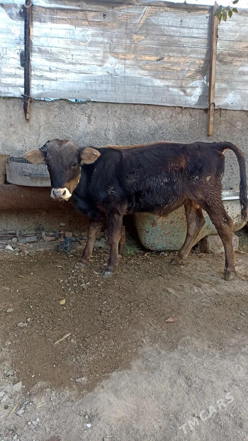 Okuzçe - Ашхабад - img 2