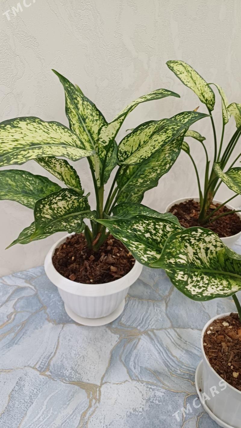 Аглоанема - Ашхабад - img 5