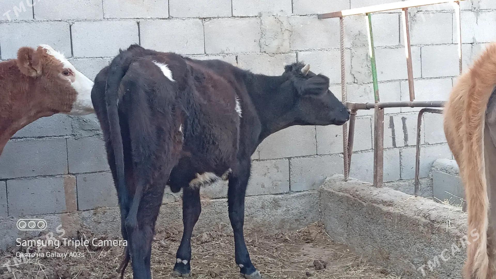 gıbırıt tuwe - Гёкдепе - img 2