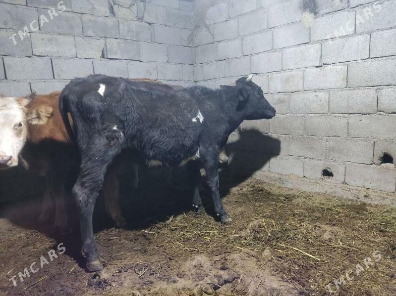 gıbırıt tuwe - Гёкдепе - img 5