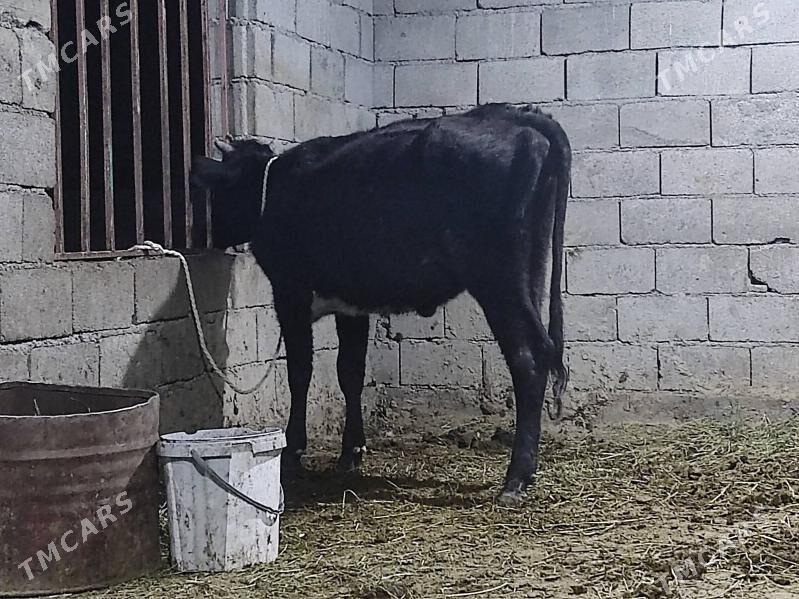 gıbırıt tuwe - Гёкдепе - img 7