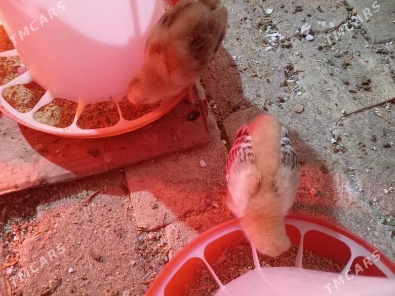 Ташкентская порода - Туркменабат - img 1