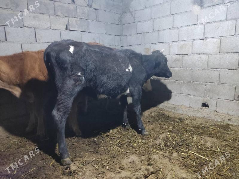 gıbırıt tuwe - Гёкдепе - img 6