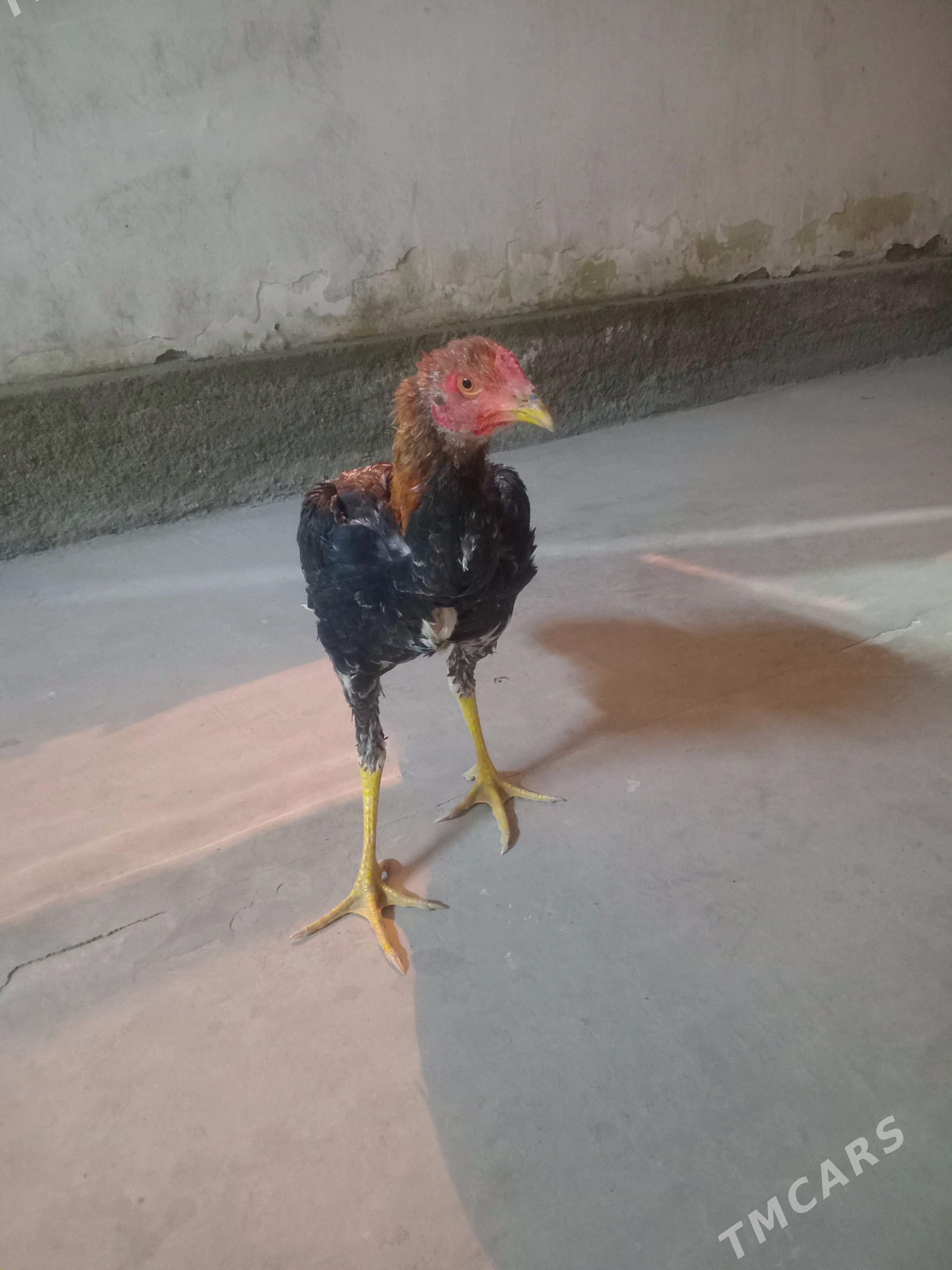 horaz - Türkmenabat - img 2