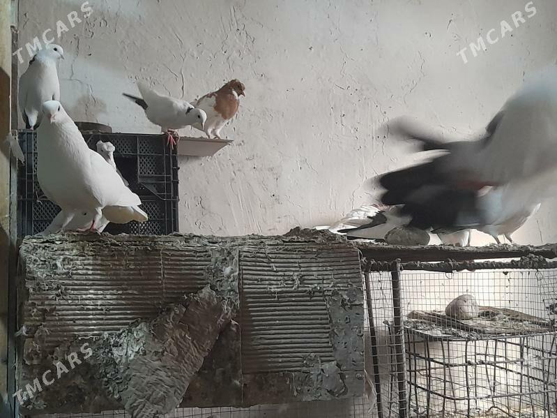 kepderiler - Бузмеин ГРЭС - img 10