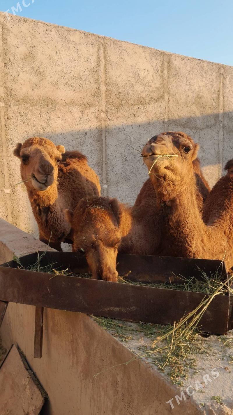 Ogśyk - Балканабат - img 2