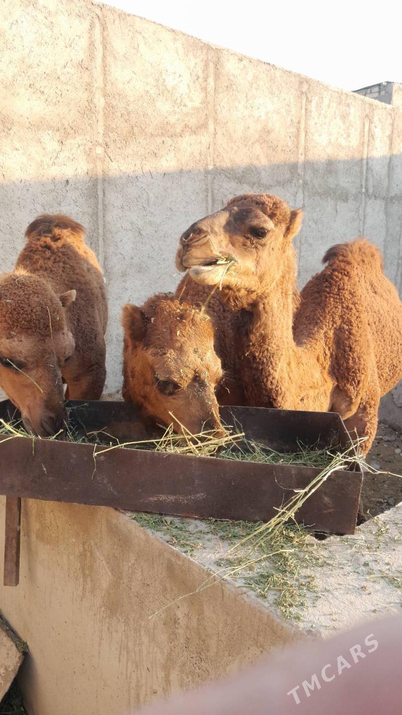 Ogśyk - Балканабат - img 5