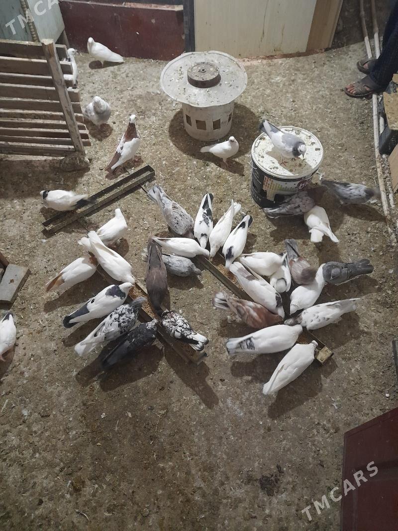 kepderiler - Бузмеин ГРЭС - img 6