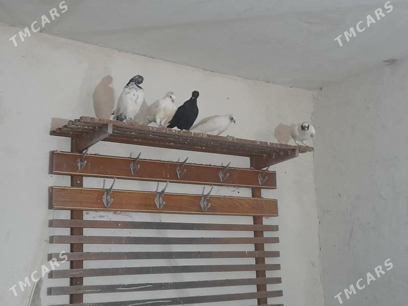 kepderiler - Бузмеин ГРЭС - img 7