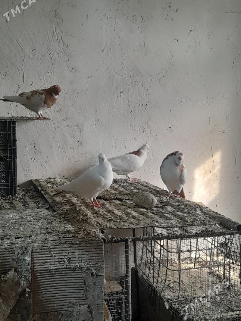 kepderiler - Бузмеин ГРЭС - img 9