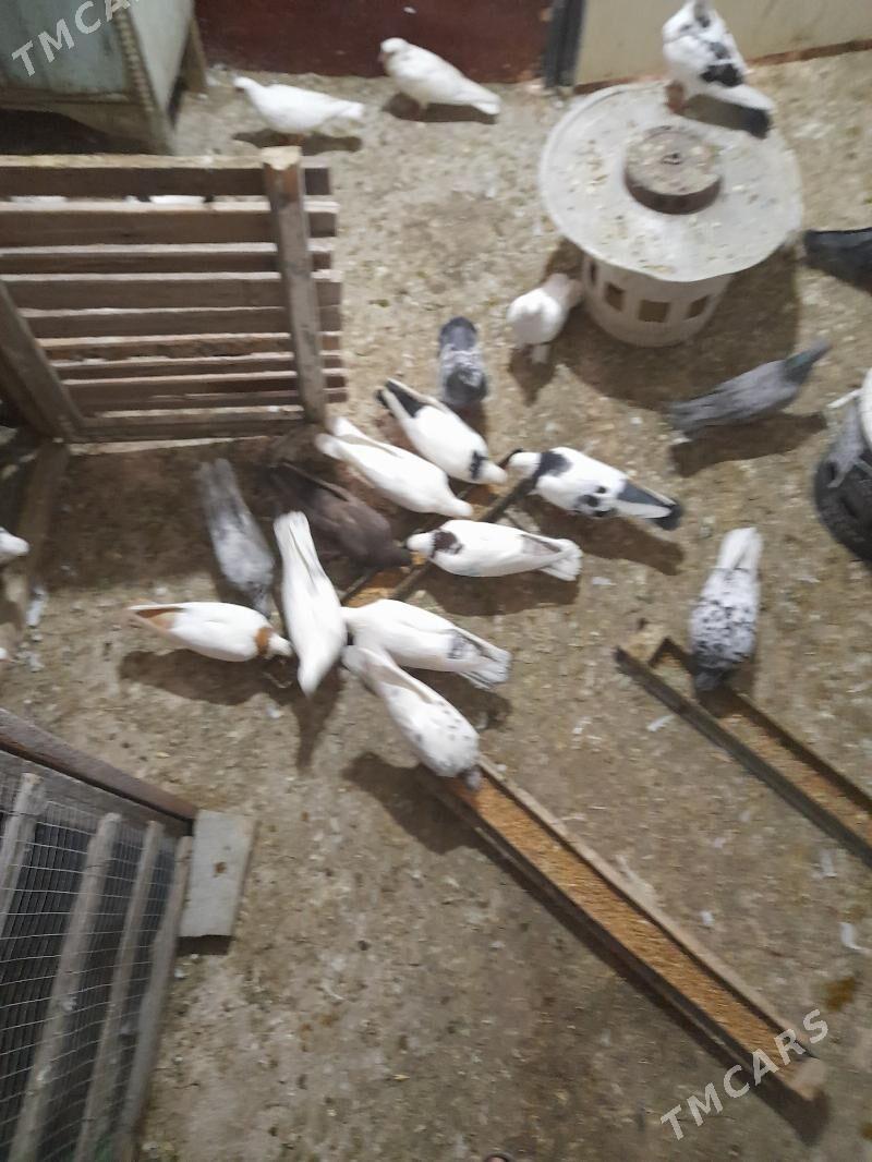 kepderiler - Бузмеин ГРЭС - img 3