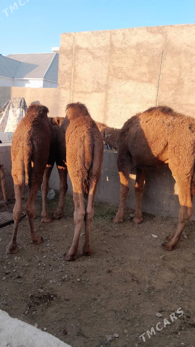 Ogśyk - Балканабат - img 3