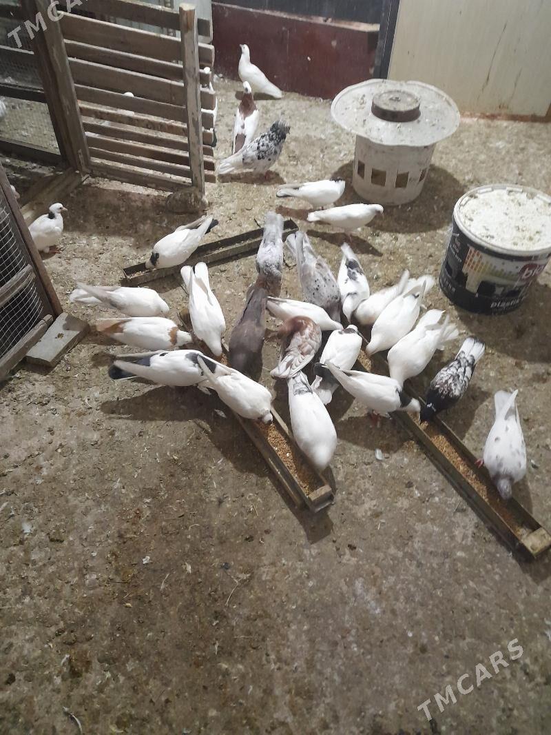 kepderiler - Бузмеин ГРЭС - img 4