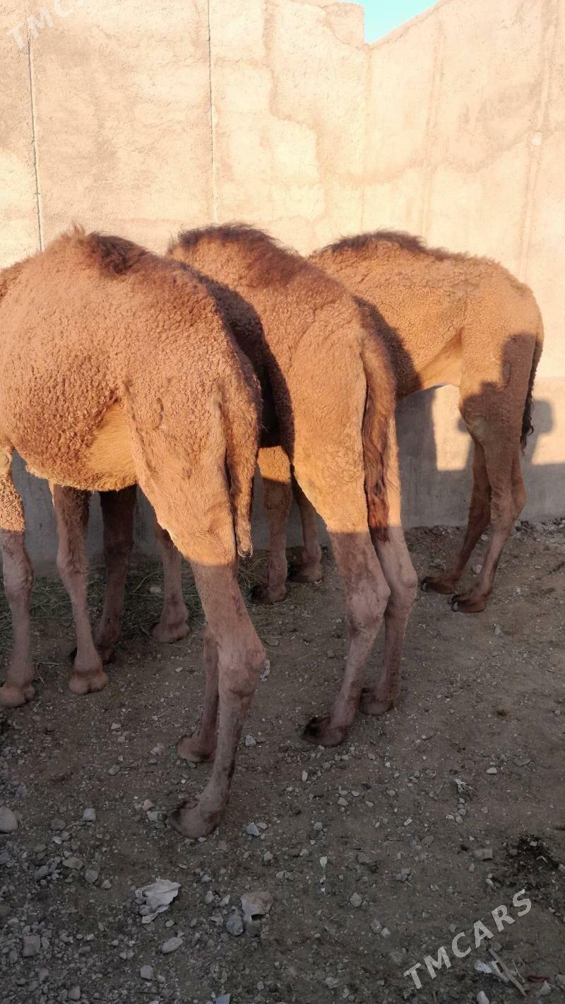 Ogśyk - Балканабат - img 4