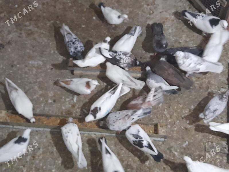 kepderiler - Бузмеин ГРЭС - img 8