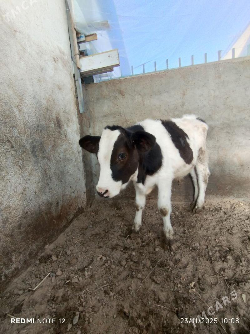 Tohum öküz - Тязе заман - img 5