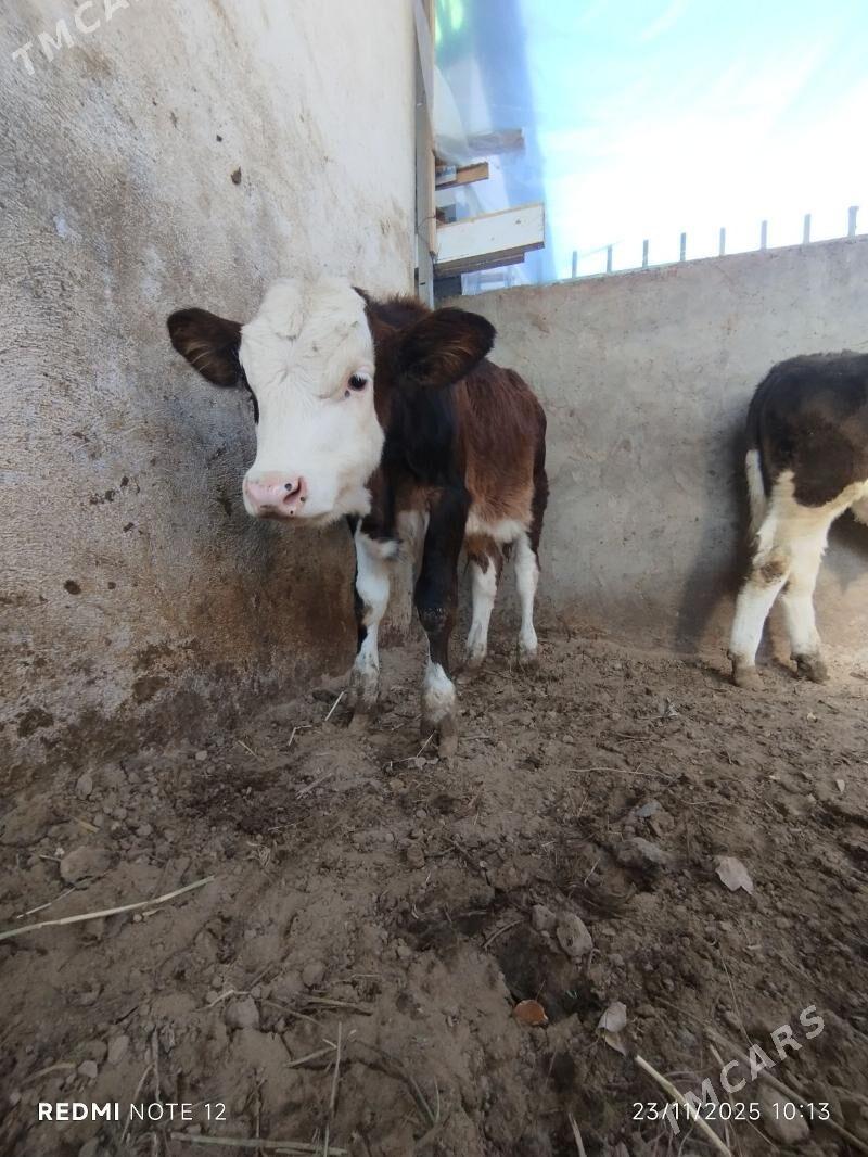 Tohum öküz - Тязе заман - img 2