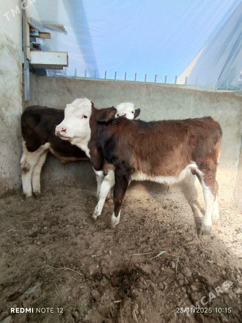 Tohum öküz - Тязе заман - img 1