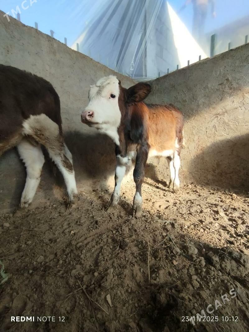 Tohum öküz - Тязе заман - img 4