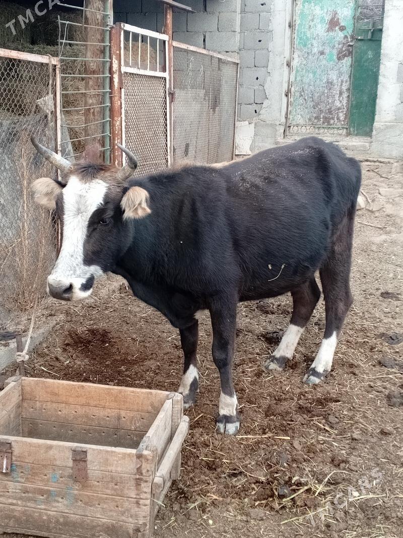 Sygyr - Magtymguly - img 1