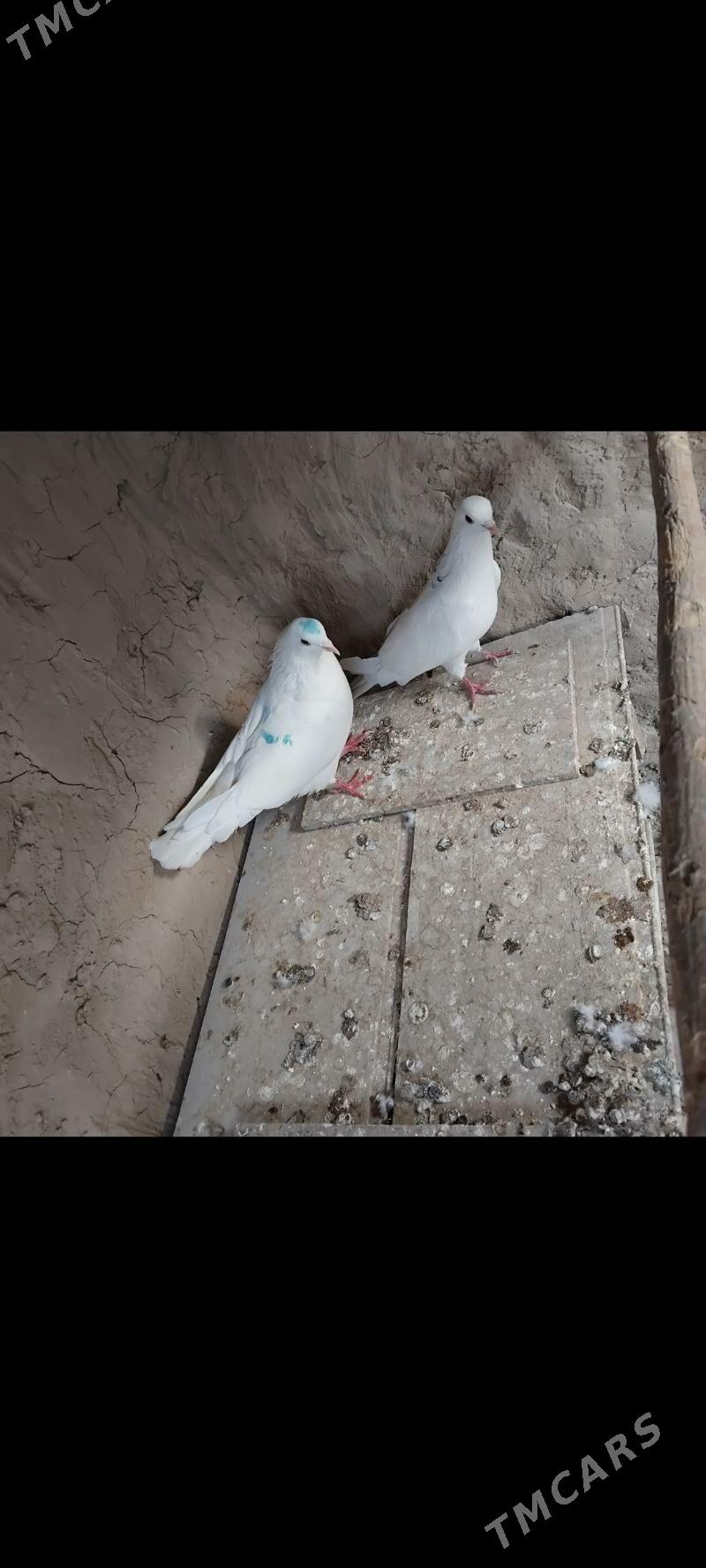 kepderi - Mary - img 2