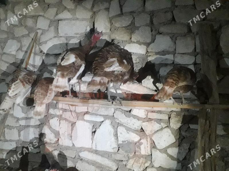 induk - Балканабат - img 1