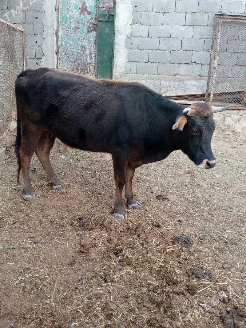 Sygyr - Magtymguly - img 2