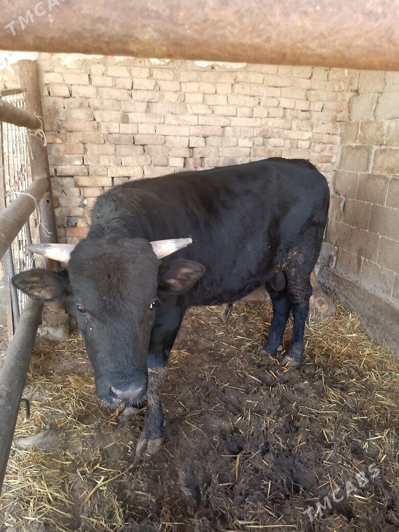 öküz - Ашхабад - img 2