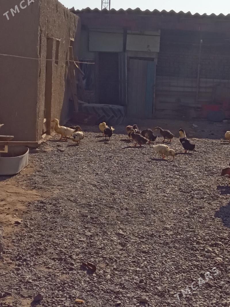 ördek - Wekilbazar - img 3