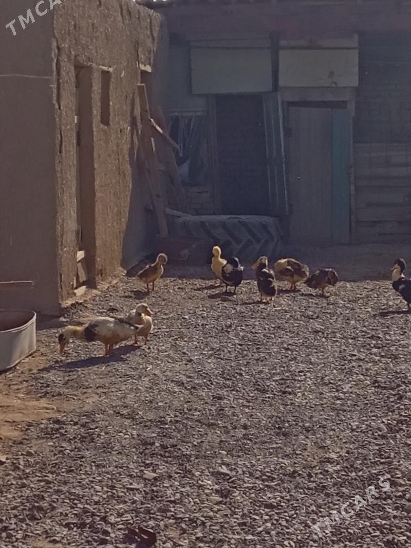 ördek - Wekilbazar - img 4