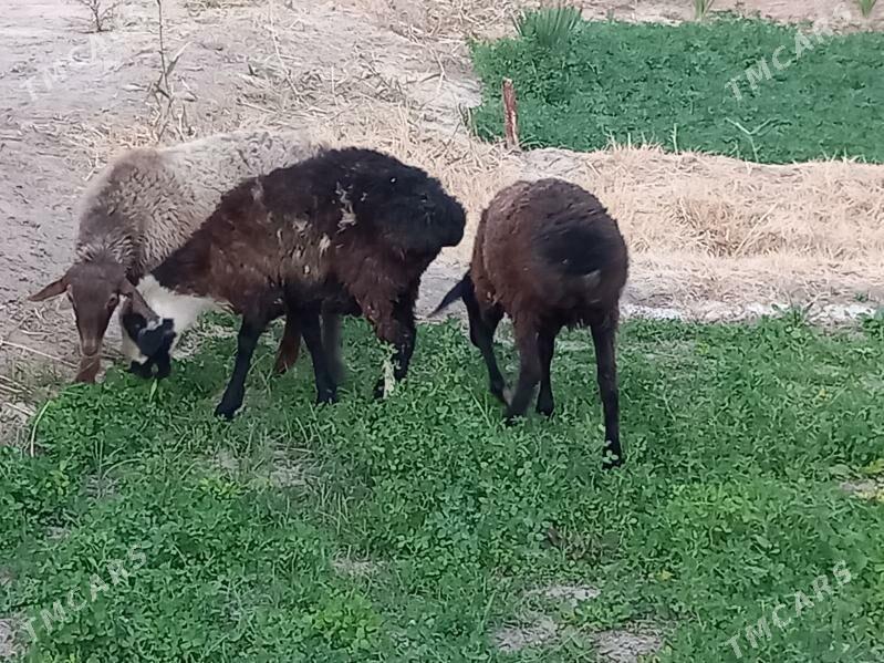 tokly - Wekilbazar - img 3