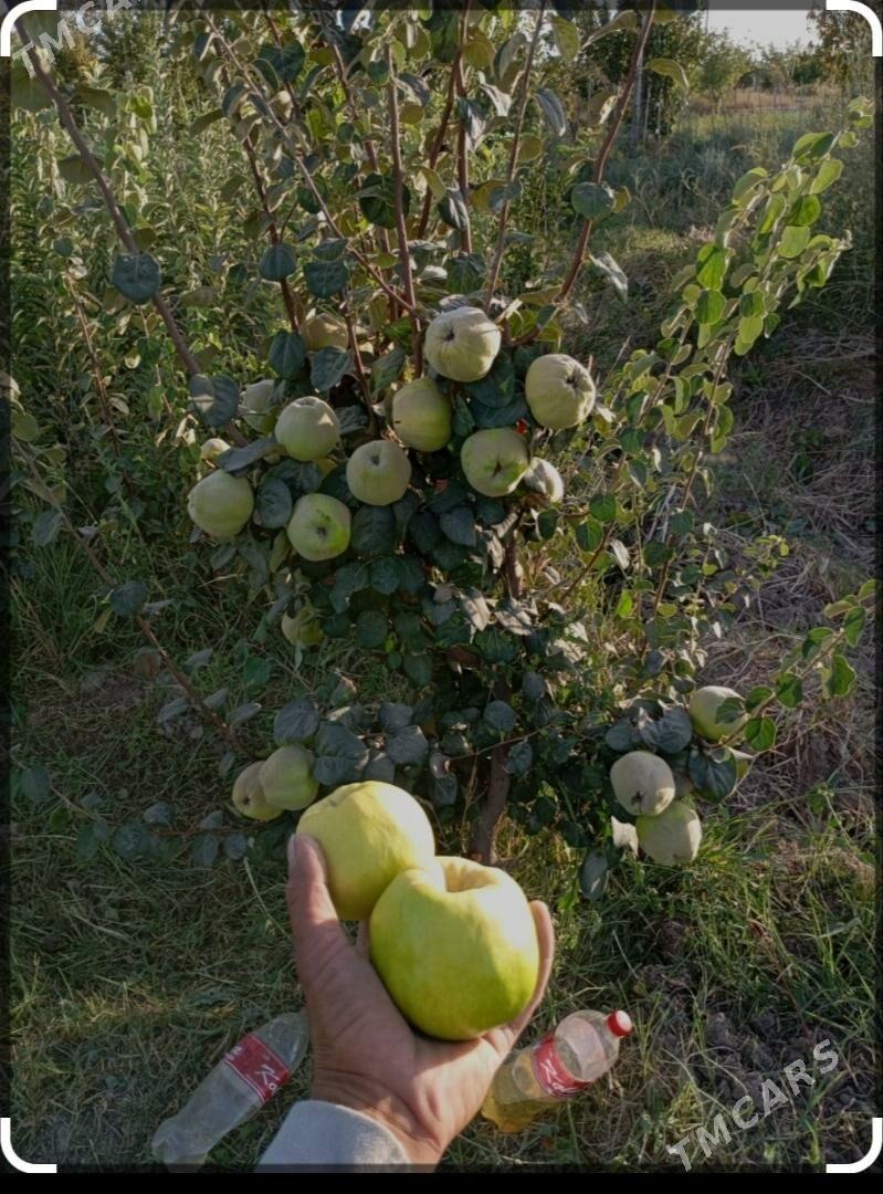 Dürli bag nahallary - Türkmenabat - img 2