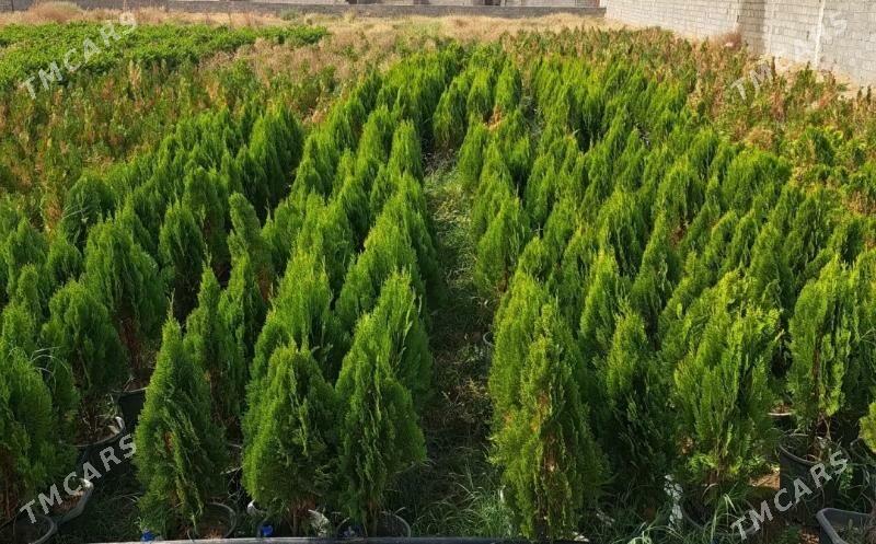 Dürli bag nahallary - Türkmenabat - img 3