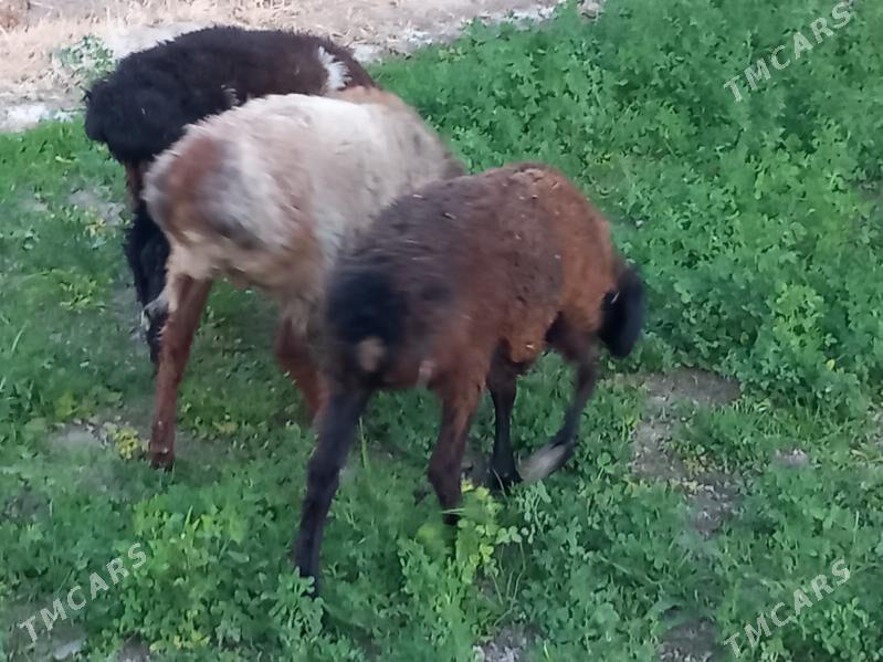 tokly - Wekilbazar - img 4