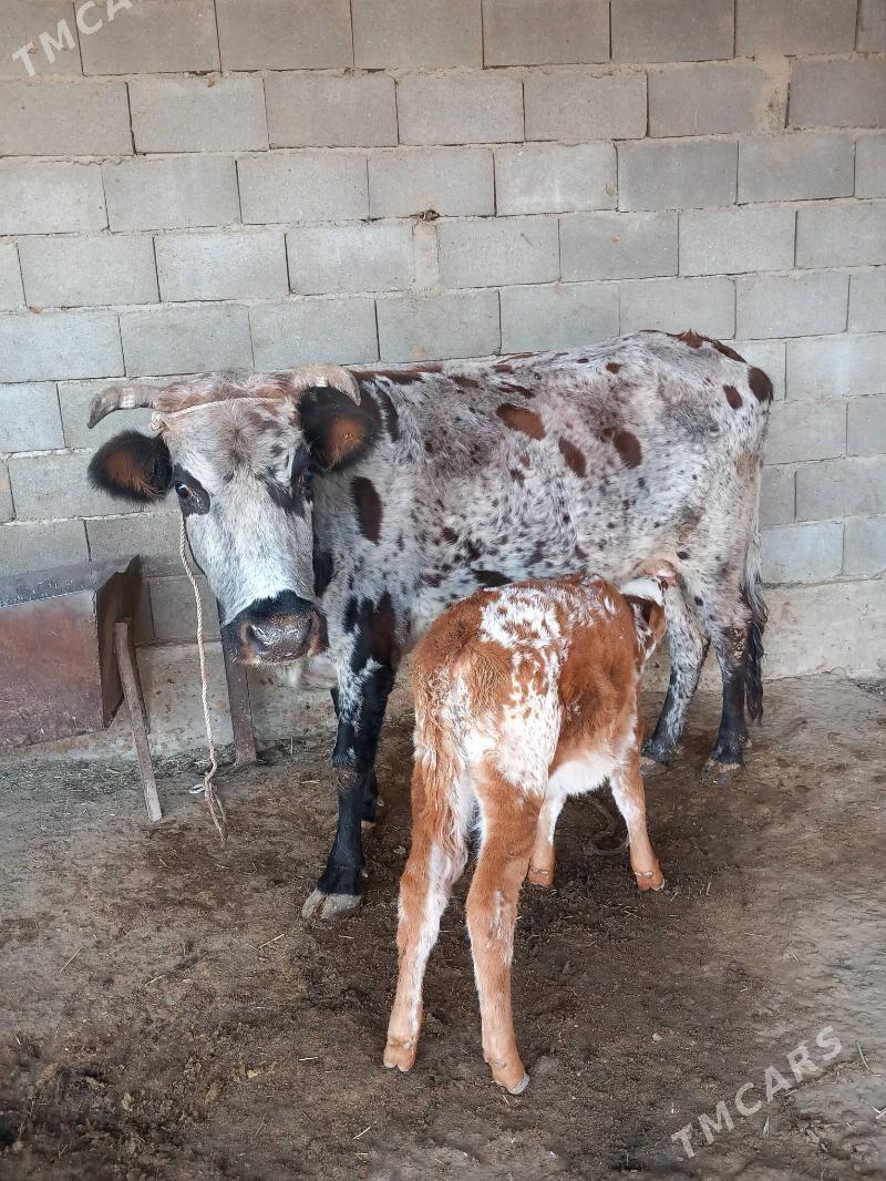 Goleli sygyr - Бахарден - img 2