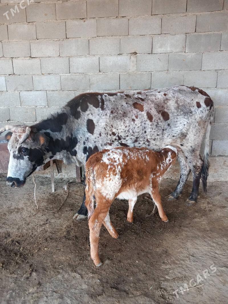 Goleli sygyr - Бахарден - img 1