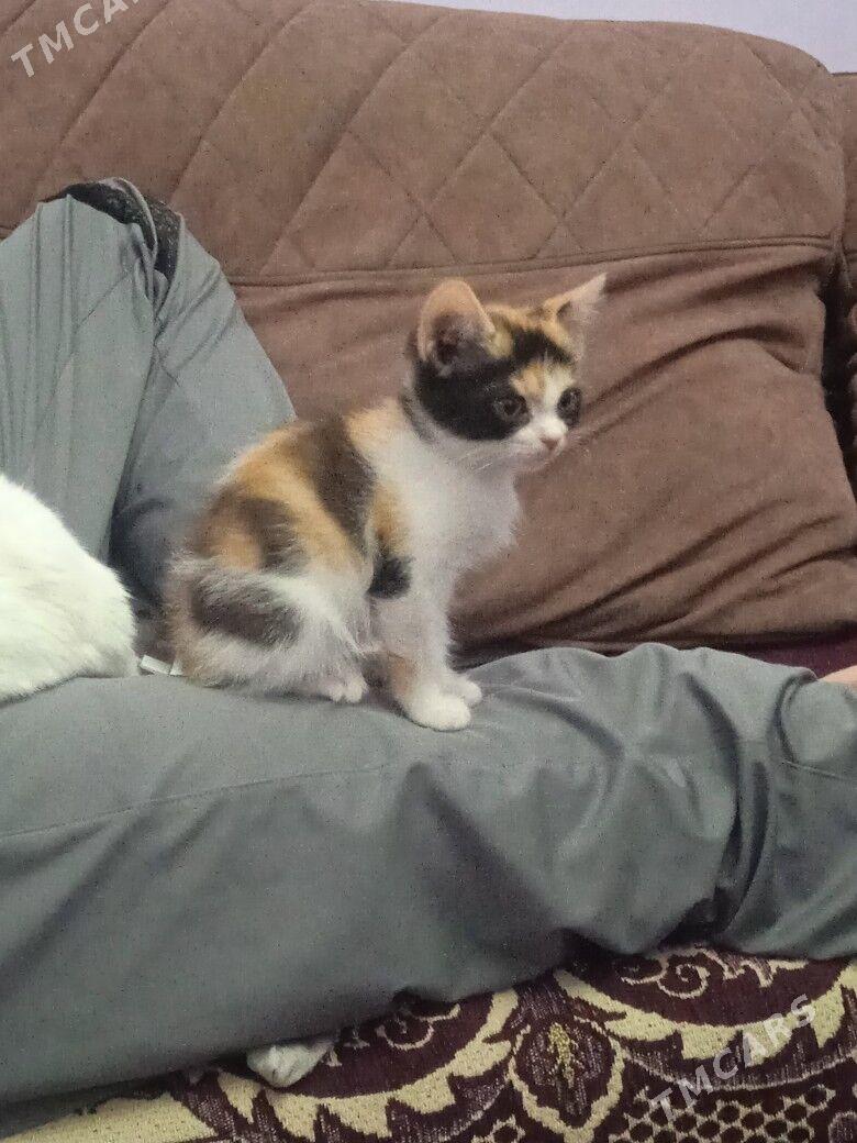 котенок - Туркменабат - img 5