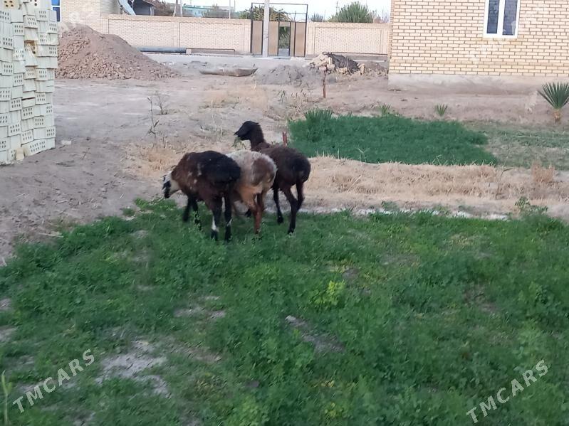 tokly - Wekilbazar - img 6