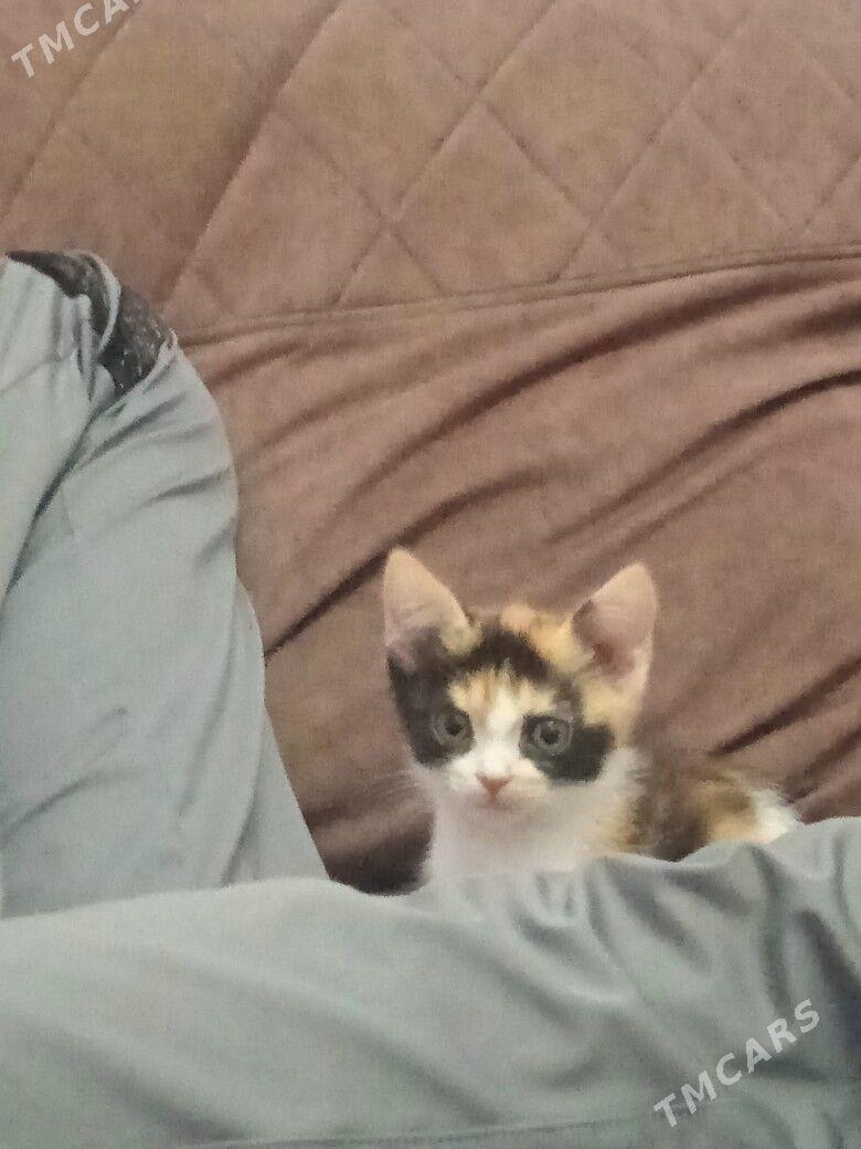 котенок - Туркменабат - img 4