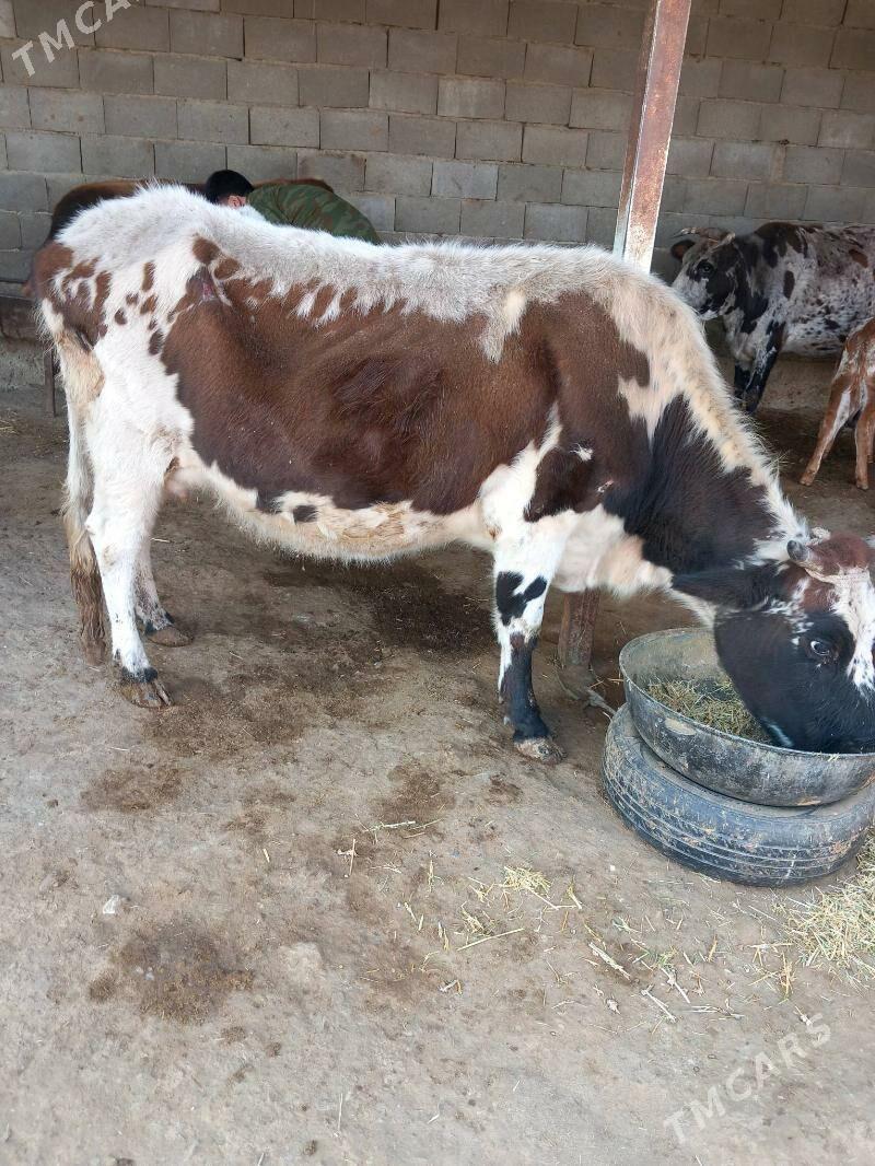 Goleli sygyr - Бахарден - img 6