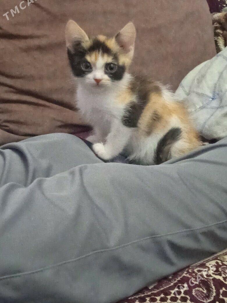 котенок - Туркменабат - img 1