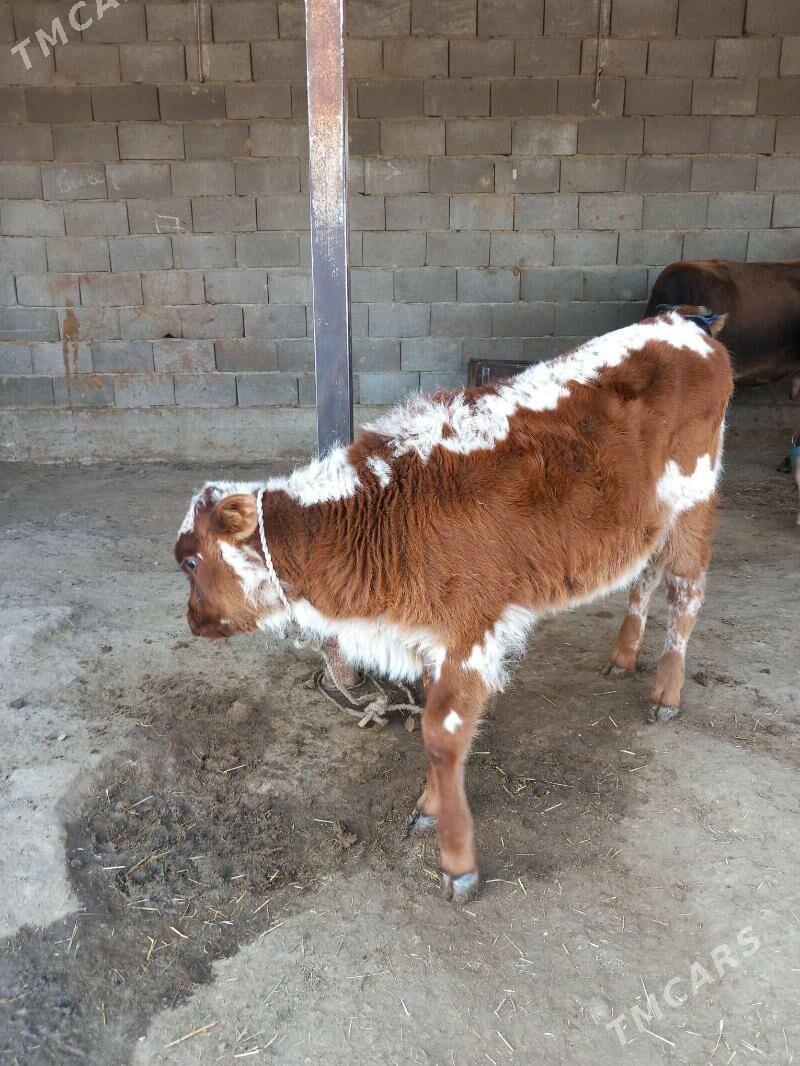 Goleli sygyr - Бахарден - img 4