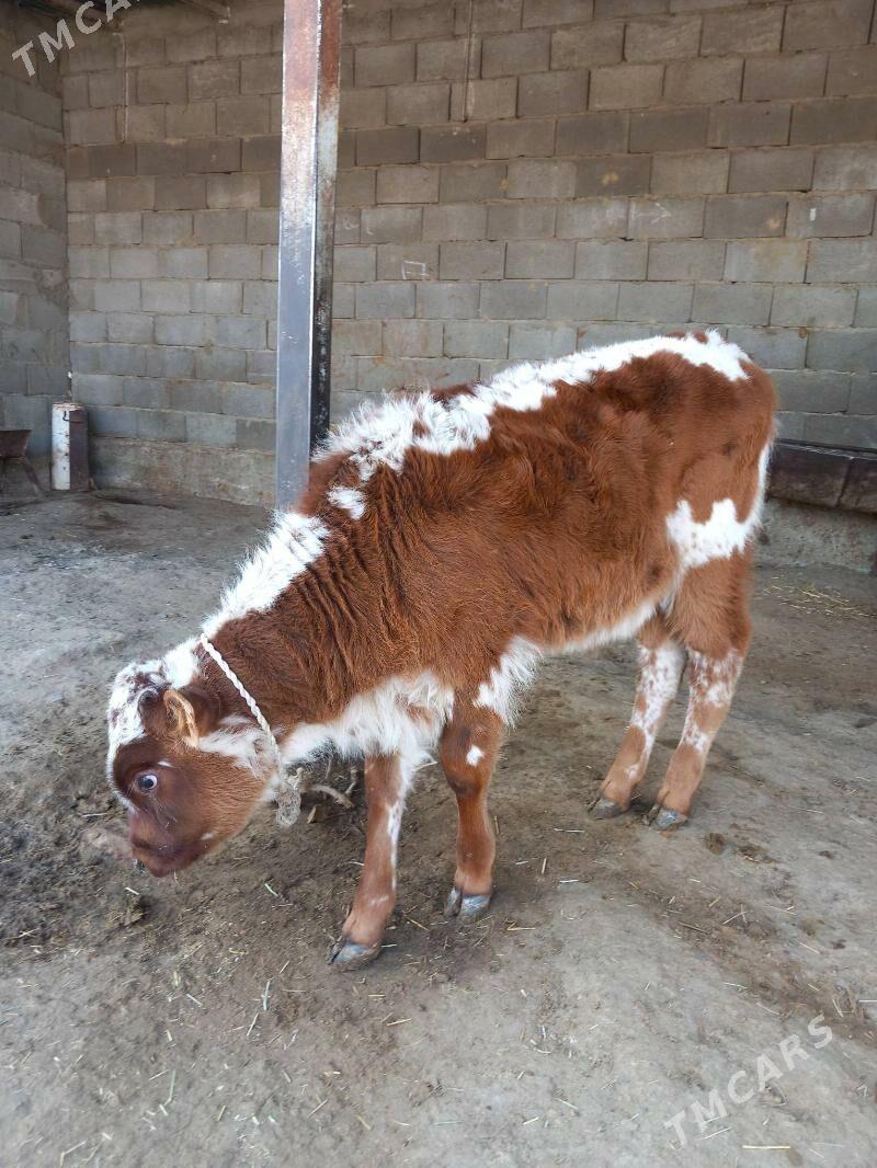 Goleli sygyr - Бахарден - img 3