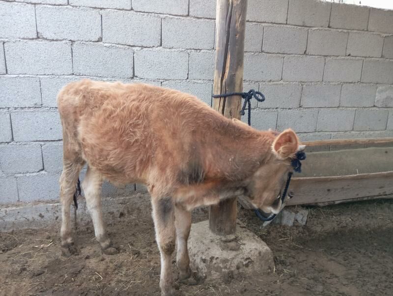 Okuz - Гуртли - img 4