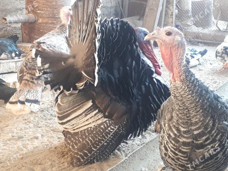 Indyuk - Gumdag - img 2