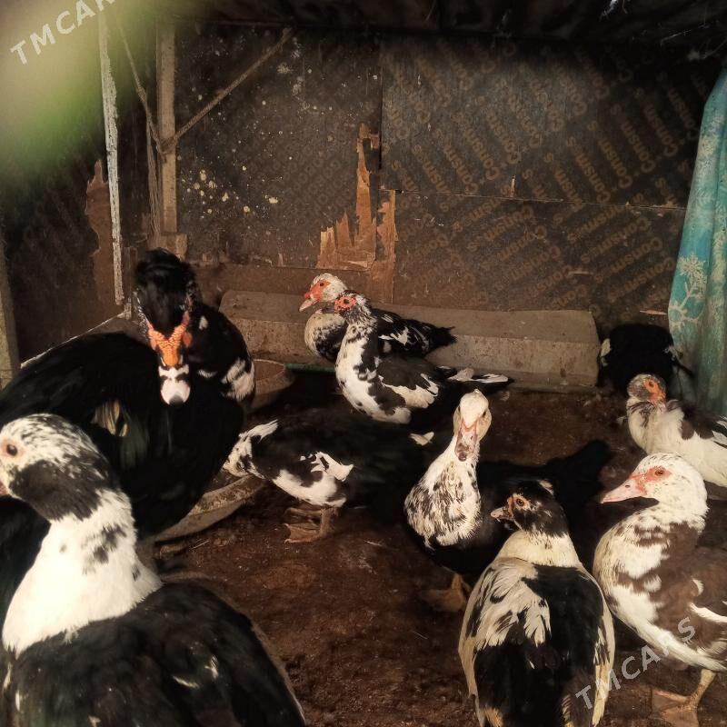 Ördek indeutga - Бузмеин - img 3