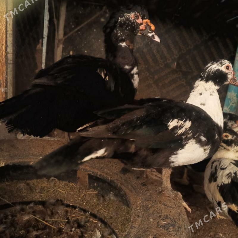 Ördek indeutga - Бузмеин - img 4