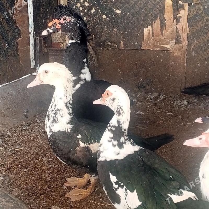 Ördek indeutga - Бузмеин - img 6